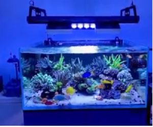 Jasa servis aquarium ikan hias