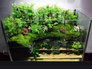 Jasa servis aquarium ikan hias