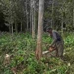 jasa tebang pohon cikampek