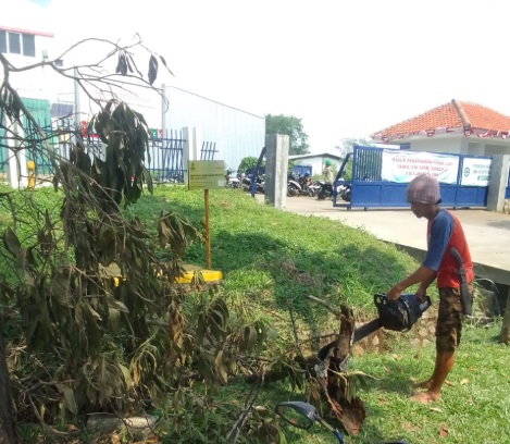Cara Menebang Pohon di Lahan Miring Tanpa Risiko